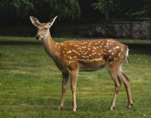 Wildpark Schwarze Berge